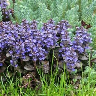 ajucax|How to grow and care for Ajuga reptans